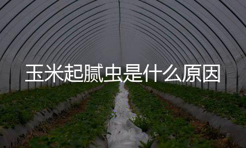 什么虫是玉米原因起腻